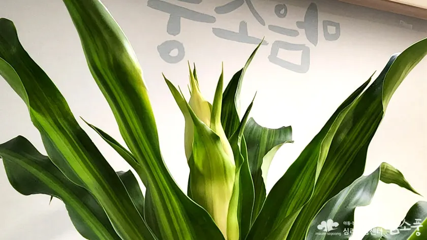 행운목 꽃봉오리가 올라온 모습, 부천마음소풍