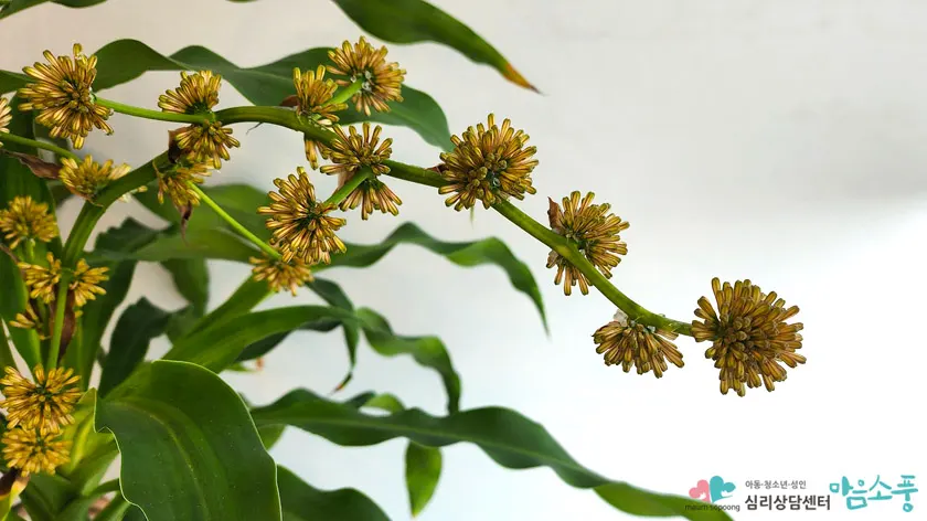 꽃을 필 준비를 하는 행운목 꽃봉오리, 부천마음소풍